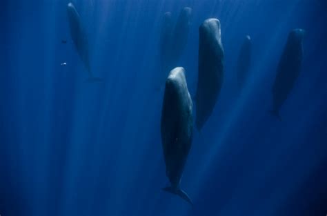 Sperm Whales Sleep Notes Tied On The Sagebrush