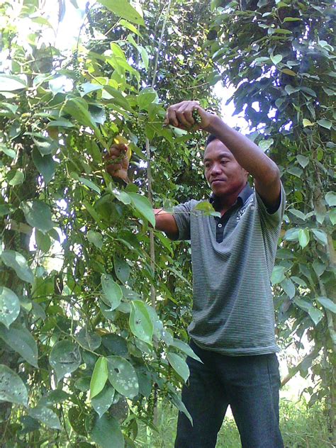 Lada ditanam pada jarak 2×2 meter dengan sistim monokultur maupun tumpang sari, lubang tanam tanaman lada kurang lebih 50 cm dengan ukuran bawah 40 x 15 cm dan ukuran atas 40 x 35 cm. Patani Konawe: Usaha Budidaya Lada