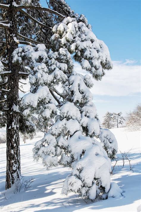 Snowy Conifer Tree In The Winter Nature Stock Photo Image Of December