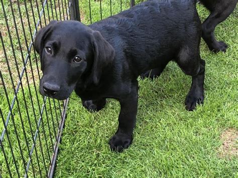 Black Labrador Retrievers For Sale In Bedford Bedfordshire