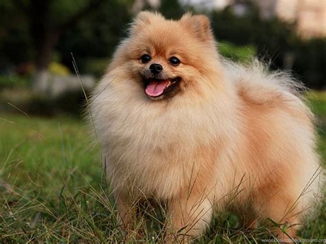 pomeranian dogs and gender stereotyping - what's the connection? - EQUALITY AND DIVERSITY I.Q.