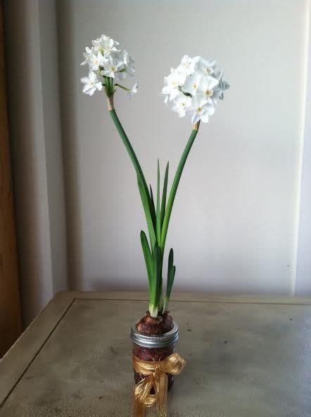 One Cool Thing Paperwhite Bulbs In Mason Jars Mason Jar Garden Diy