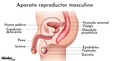 El Sistema Reproductor Masculino Y Sus Partes