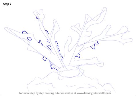Learn How To Draw A Red Coral Corals Step By Step Drawing Tutorials