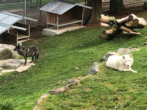 Cougar Mountain Zoo Issaquah 2020 All You Need To Know Before You