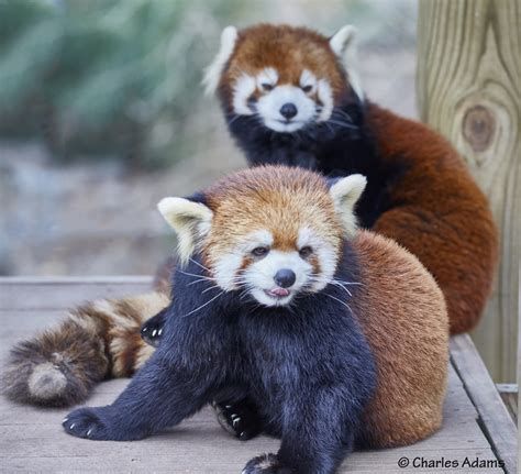Red Panda Pals By Charles Adams 500px