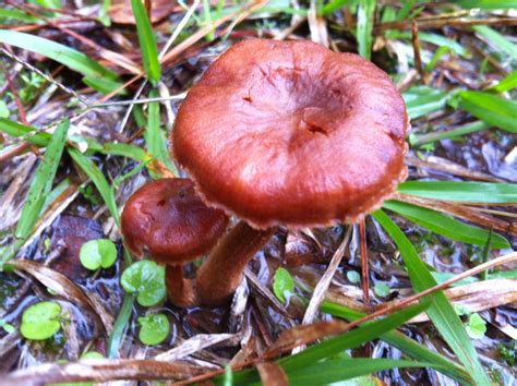 Shroom Hunt Id Request Mushroom Hunting And Identification