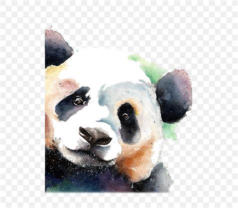 Giant Panda Bear Watercolor Painting Drawing Png 564x719px Giant