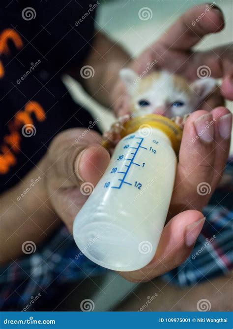 Feeding Baby Cats The Milk In The Bottle Stock Image Image Of Girl