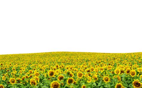 Field Png Transparent Images Png All
