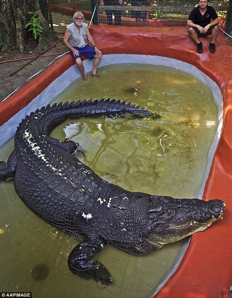 World Record 9 Metre ‘dinosaur Croc Prowling Queensland Saltwater