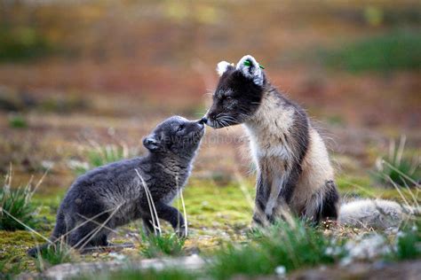 Arctic Fox Mother And Cub Ny Alesund Dave Walsh Photographer