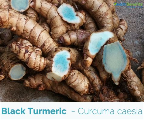 Black Turmeric Facts And Health Benefits
