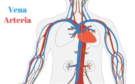 Vena Arteria Hay Diferencia