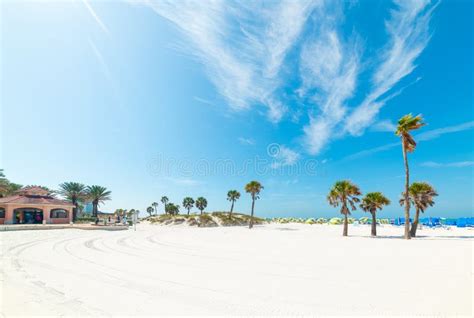 282 Clearwater Beach Palm Tree Stock Photos Free And Royalty Free Stock