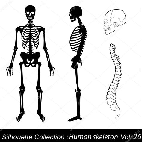 Ilustración Vectorial Esqueleto Humano 2022