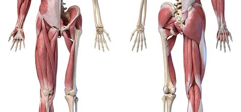 The pelvic region holds major organs under its layers of muscles. Hip Muscles - The Definitive Guide | Biology Dictionary