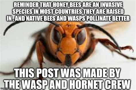 Give Bees A Chance Imgflip