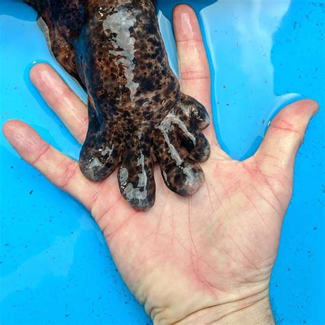 Which, together with its large mouth and rather strange features gives it a quite formidable presence. The size of the foot of this Japanese Giant Salamander ...