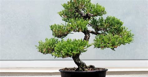 Carmen maier 87700 memmingen benninger strasse 24 Garten Bonsai Kaufen - Gartengestaltung Idee