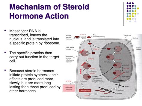 ppt steroid hormones powerpoint presentation free download id 9645349