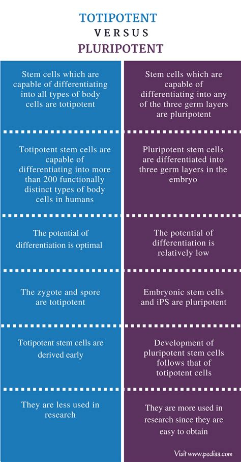 Stem cells could be powerful tools in treating injury and illness. Difference Between Totipotent and Pluripotent | Definition ...