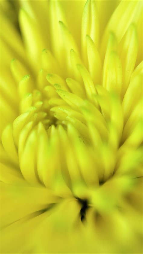 Happy Yellow Flower Iphone Wallpaper Idrop News