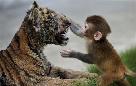 A Baby Rhesus Monkey And His Tiger Cub Friend Baby Animals Funny