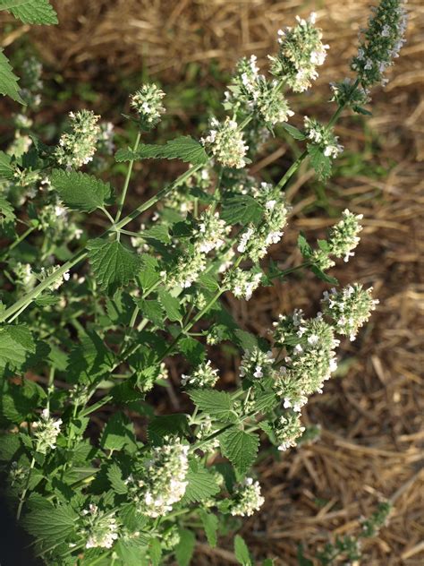 Raw Edible Plants