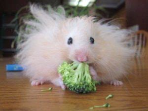 Bananas are a great source of these nutrients, and are not toxic to hamsters. Can hamsters eat cucumber