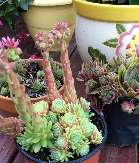 The hen & chicken fern will thrive anywhere in the house in indirect light. Hens N Chicks succulent | Succulents, Hens and chicks, Plants