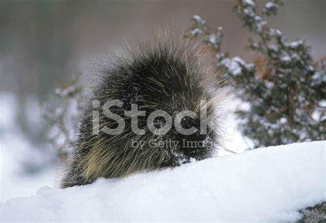 Porcupine In Winter Stock Photo Royalty Free Freeimages