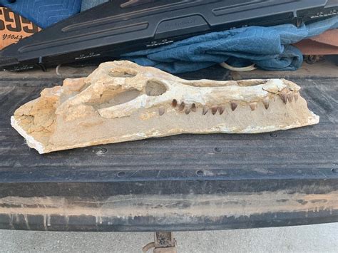 Fossilized Prehistoric Crocodile Skull
