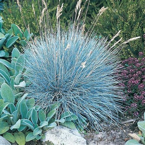 Blue Fescue Grass Perennial Plants Perennial Grasses Live In 2020