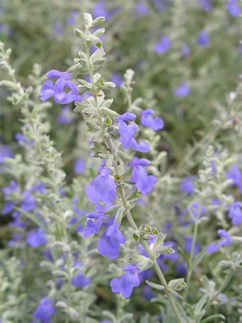 Salvia Azurea Blue Sage Garden Center Marketing