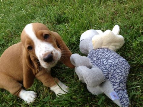 Beagle puppies playing with mom. Basset Hound Beagle Mix Puppies With Toys | Basset hound beagle, Basset hound puppy
