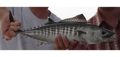 Fish Rules Bonito Atlantic In Highly Migratory Species