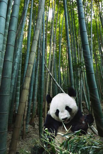 Photo Libre De Droit De Panda Géant Dans La Forêt De Bambous Banque D