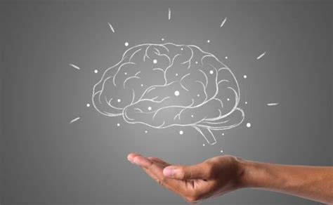Científicos Revelan Cómo El Cerebro Puede Aprender Más Rápido