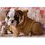 AFFECTIONATE ENGLISH BULLDOG PUPPIES AVAILABLE FOR FREE ADOPTION
