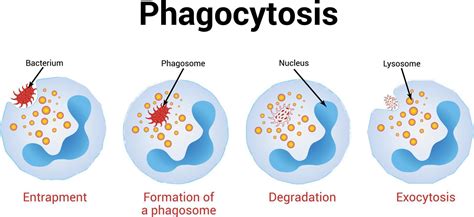 Phagocytosis Vector Illustration Medical Illustration 10489948 Vector