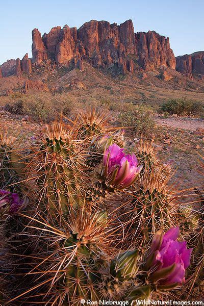 Lost Dutchman State Park Arizona Arizona Wildflowers Wild Flowers