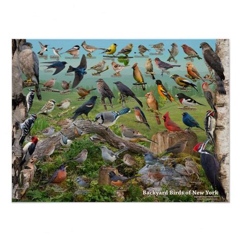 Backyard Birds Of New York State Poster In 2020 Backyard