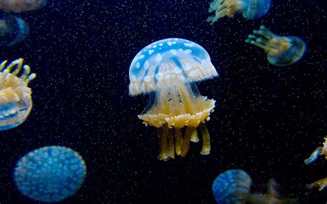 Animal Jellyfish Hd Wallpaper