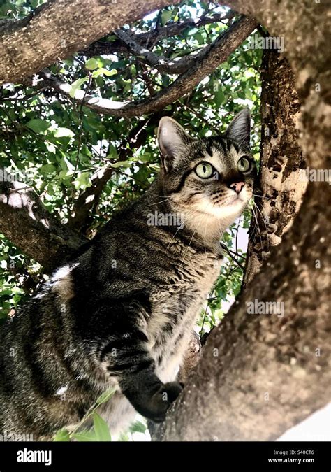Green Hunting Hi Res Stock Photography And Images Alamy