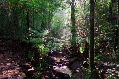 10 Of The Biggest And Popular Rainforests Of The World That Might