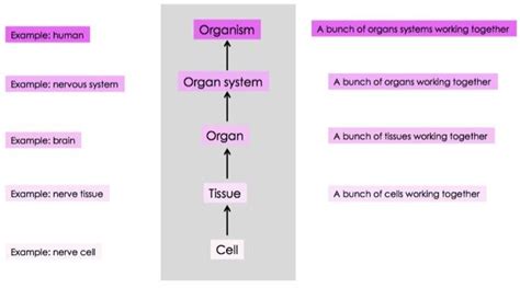 Levels Of Organization Within Organisms Multicellular