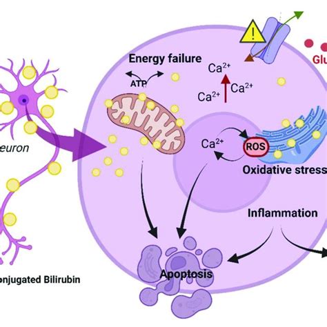 Schematic Of The Mechanisms Involved In BIND Induced Neurotoxicity