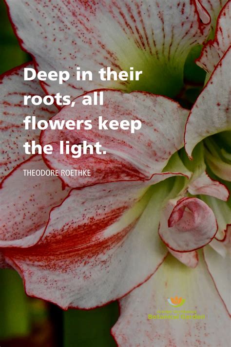 Flower Quote Flower Quotes Nature Quotes Garden Quotes