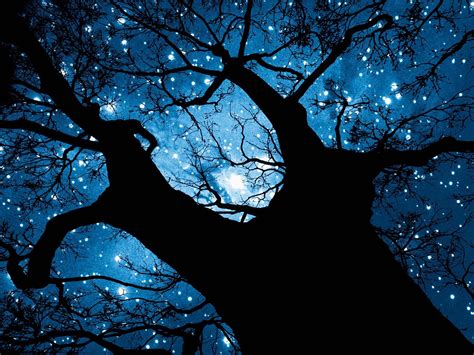 Tree Silhouette Against Starry Night Sky Image By © Robert